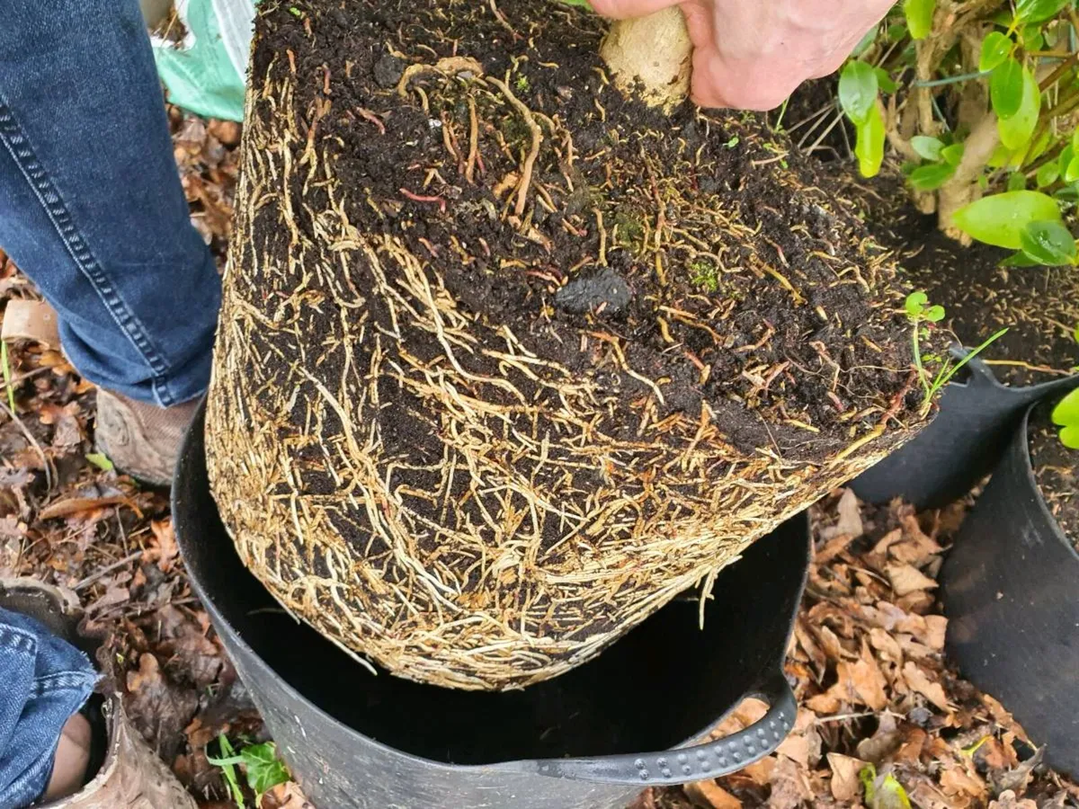 Griselinia tub hedging - Image 2