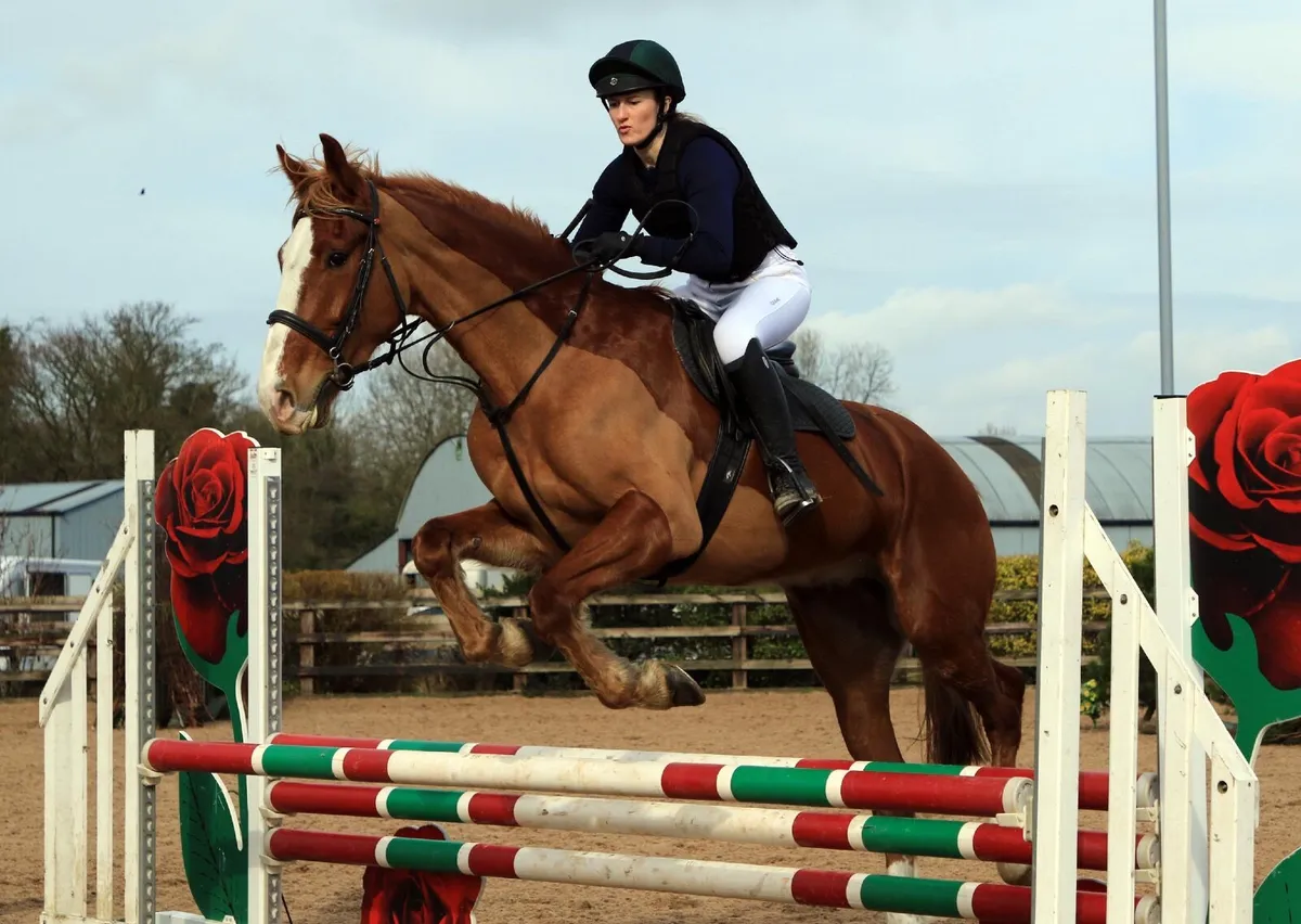 Performance Irish Draught gelding - Image 1