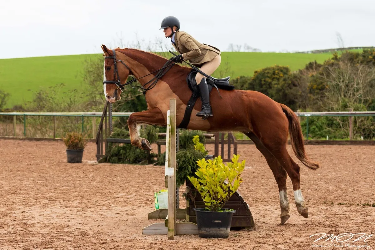 Performance Irish Draught gelding - Image 3