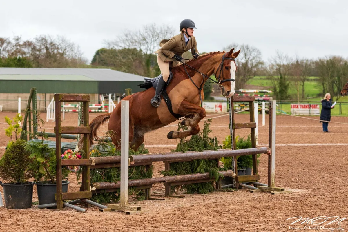 Performance Irish Draught gelding - Image 4