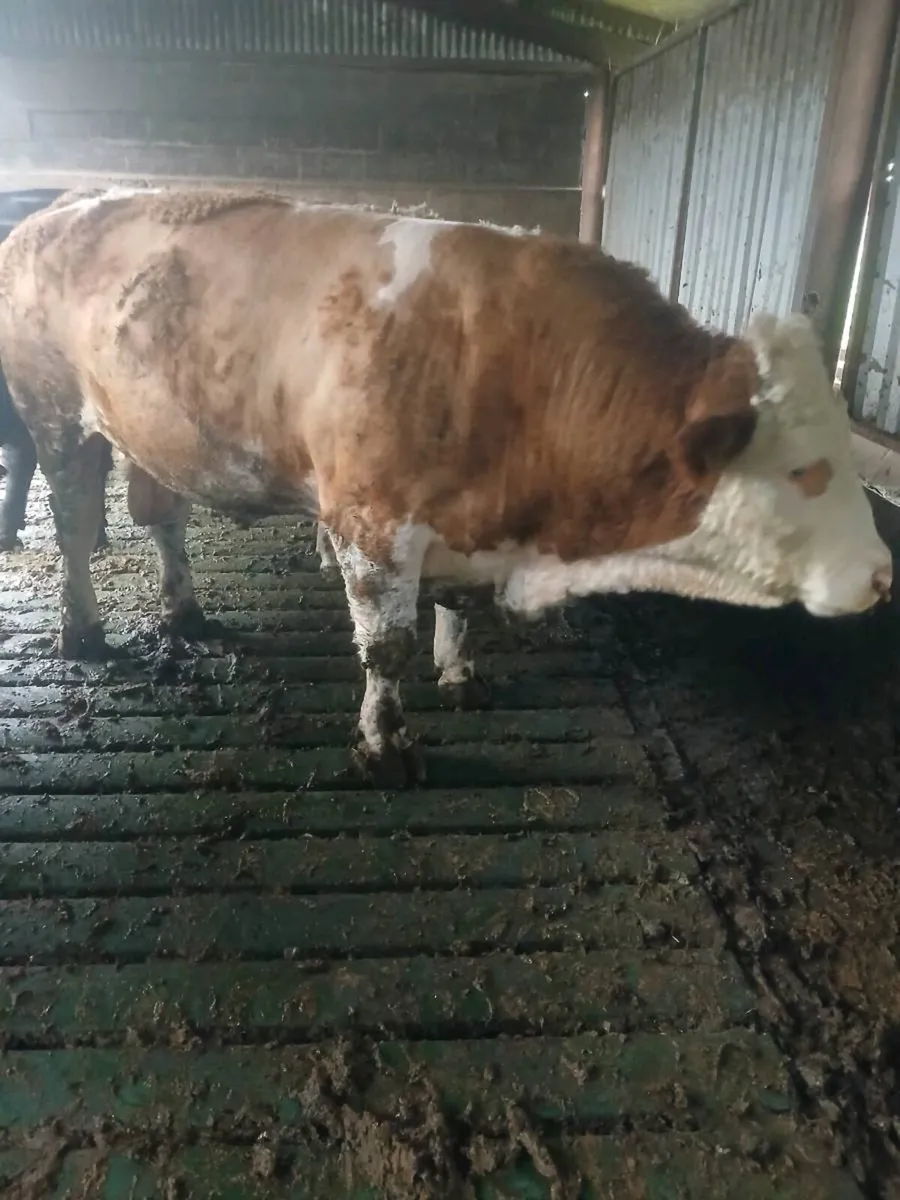 Simmental Bull - Image 2