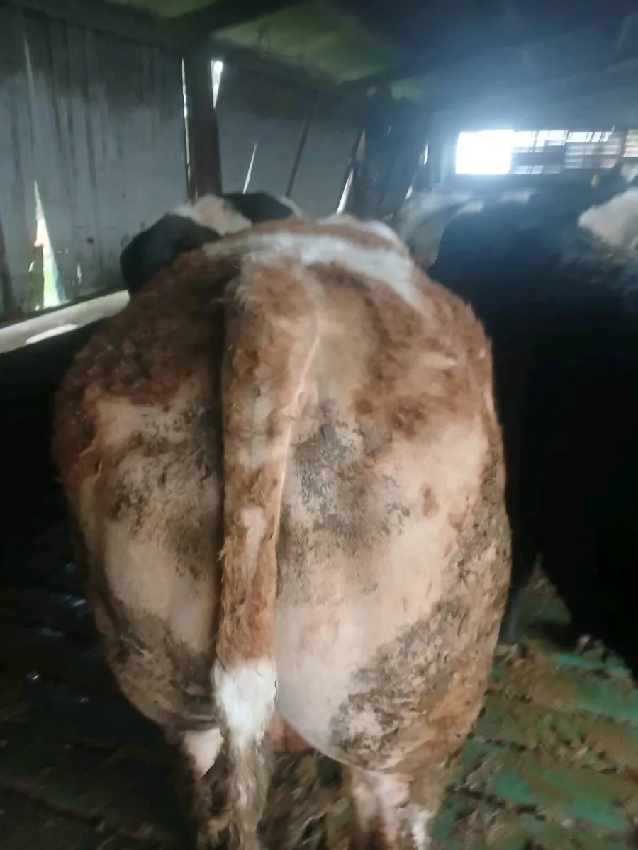 Simmental Bull - Image 3