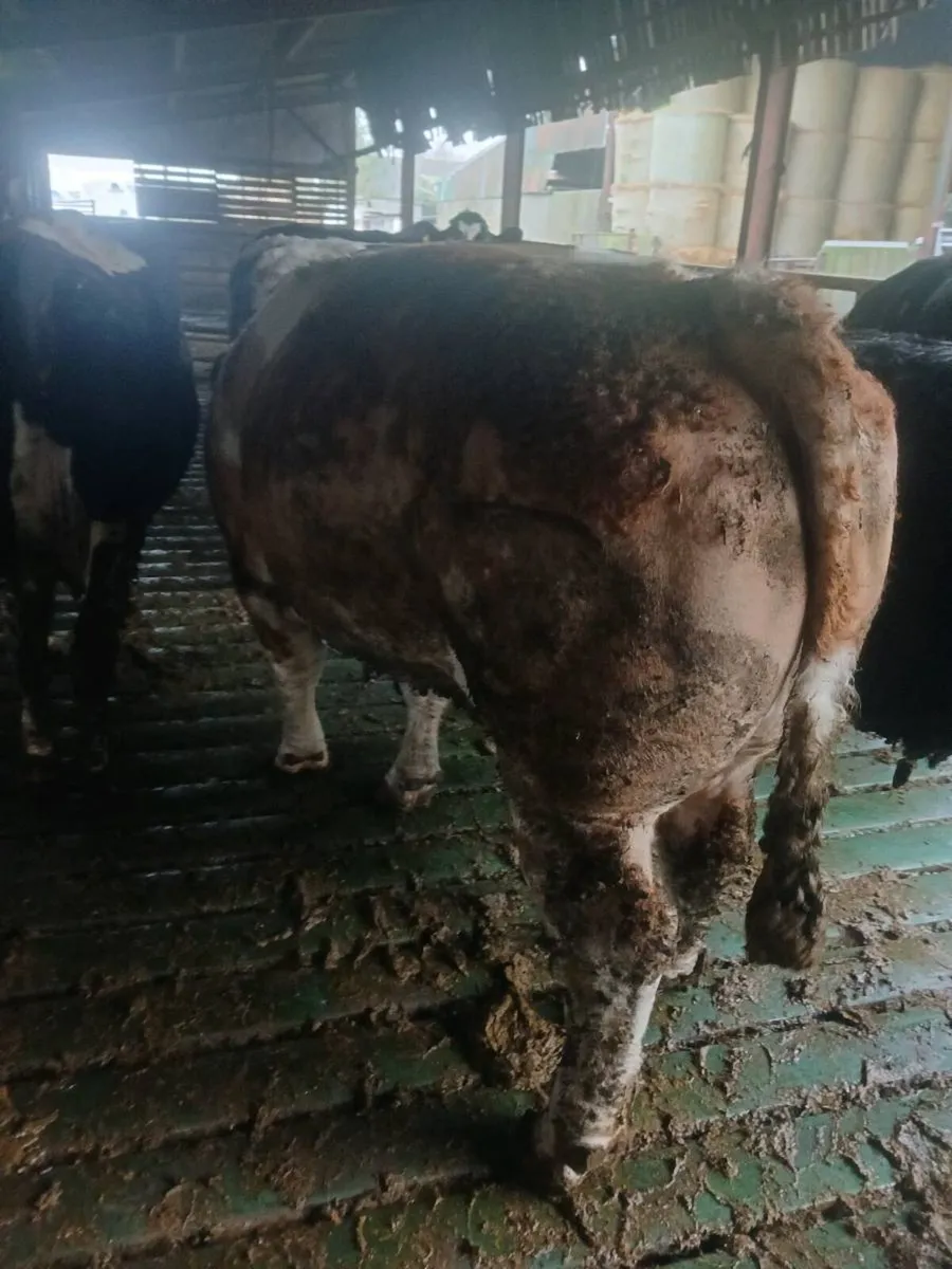 Simmental Bull - Image 4