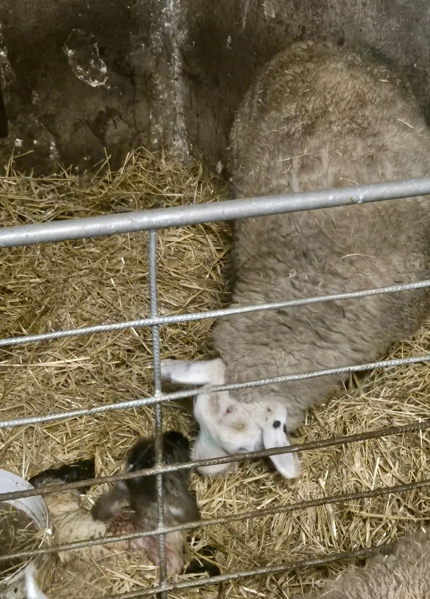 Foster Ewe for sale Longford