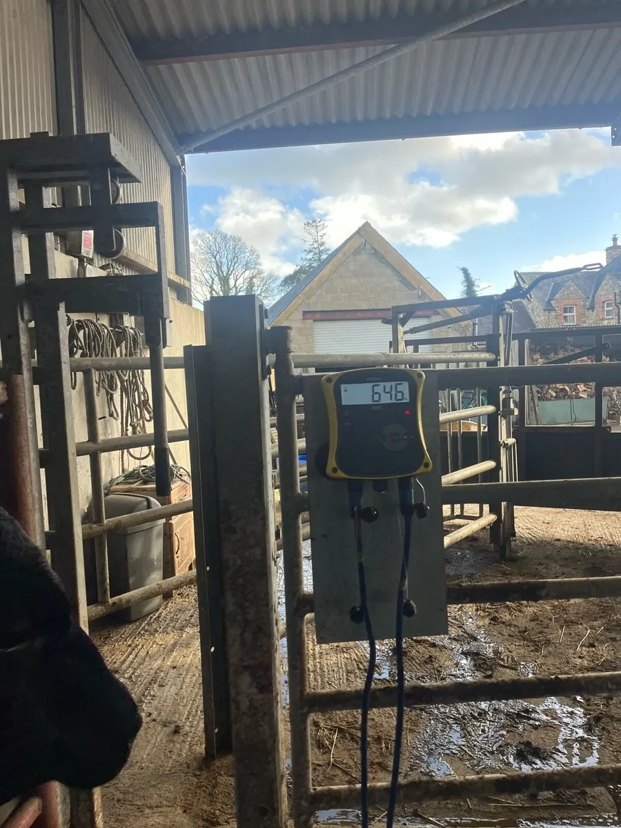 Vasectomised bull - Image 2