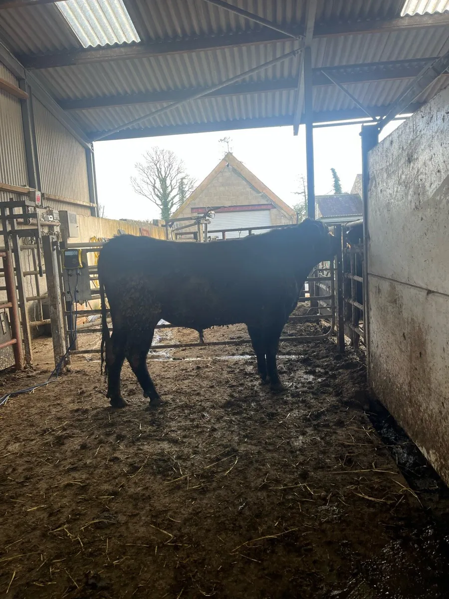 Vasectomised bull - Image 1