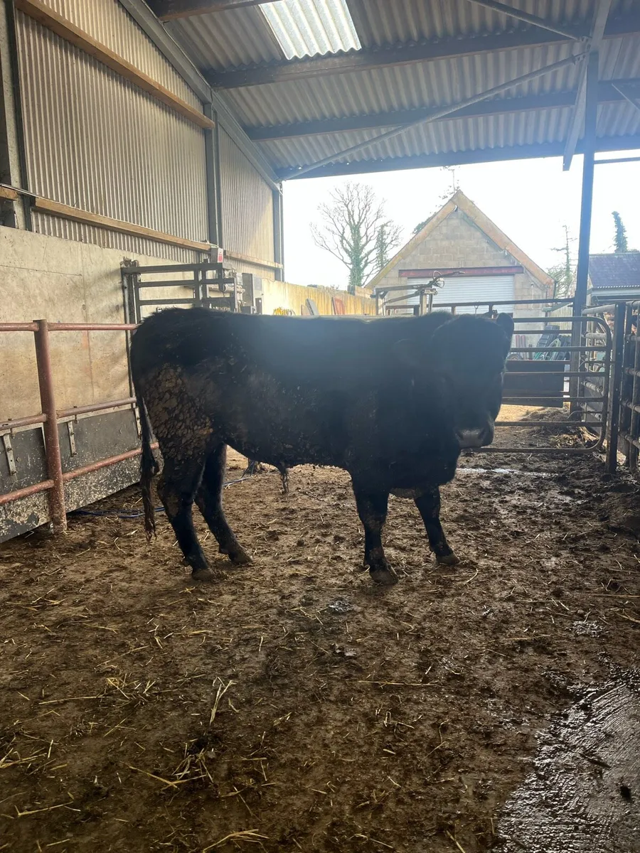 Vasectomised bull - Image 3