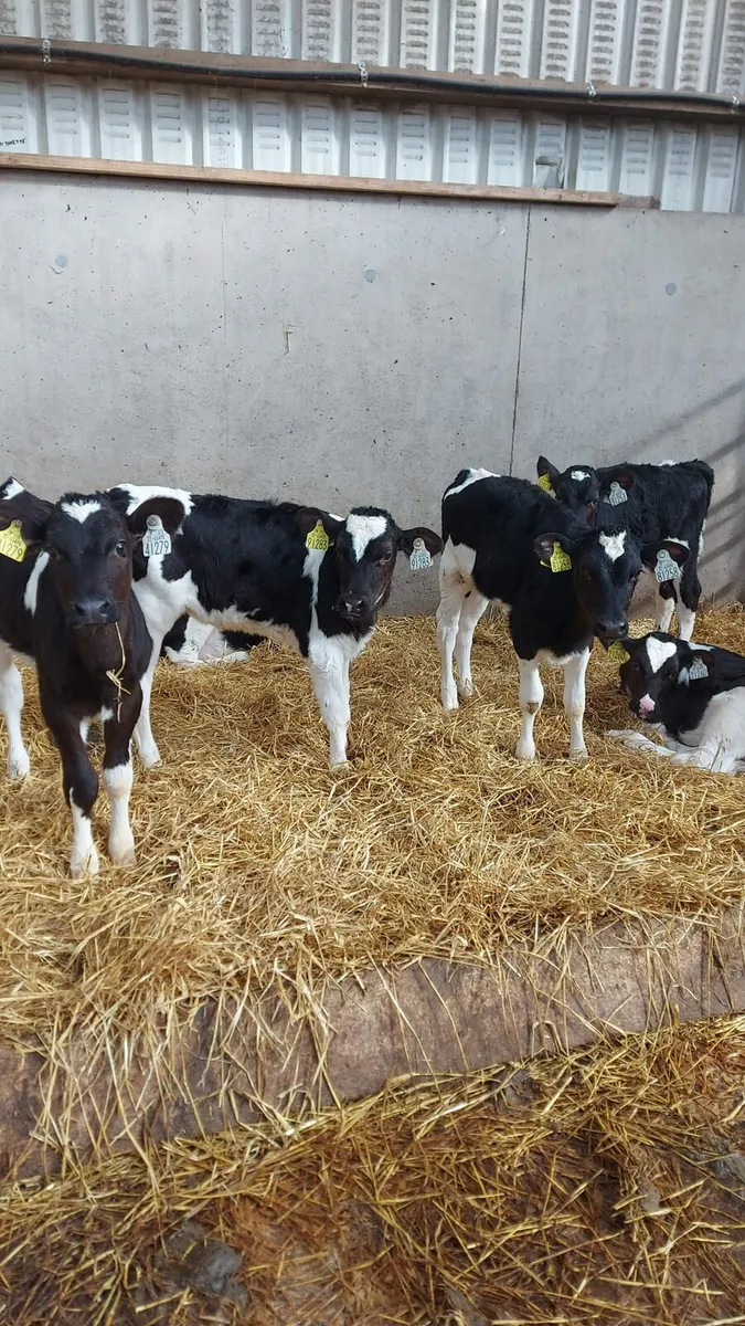 Calves