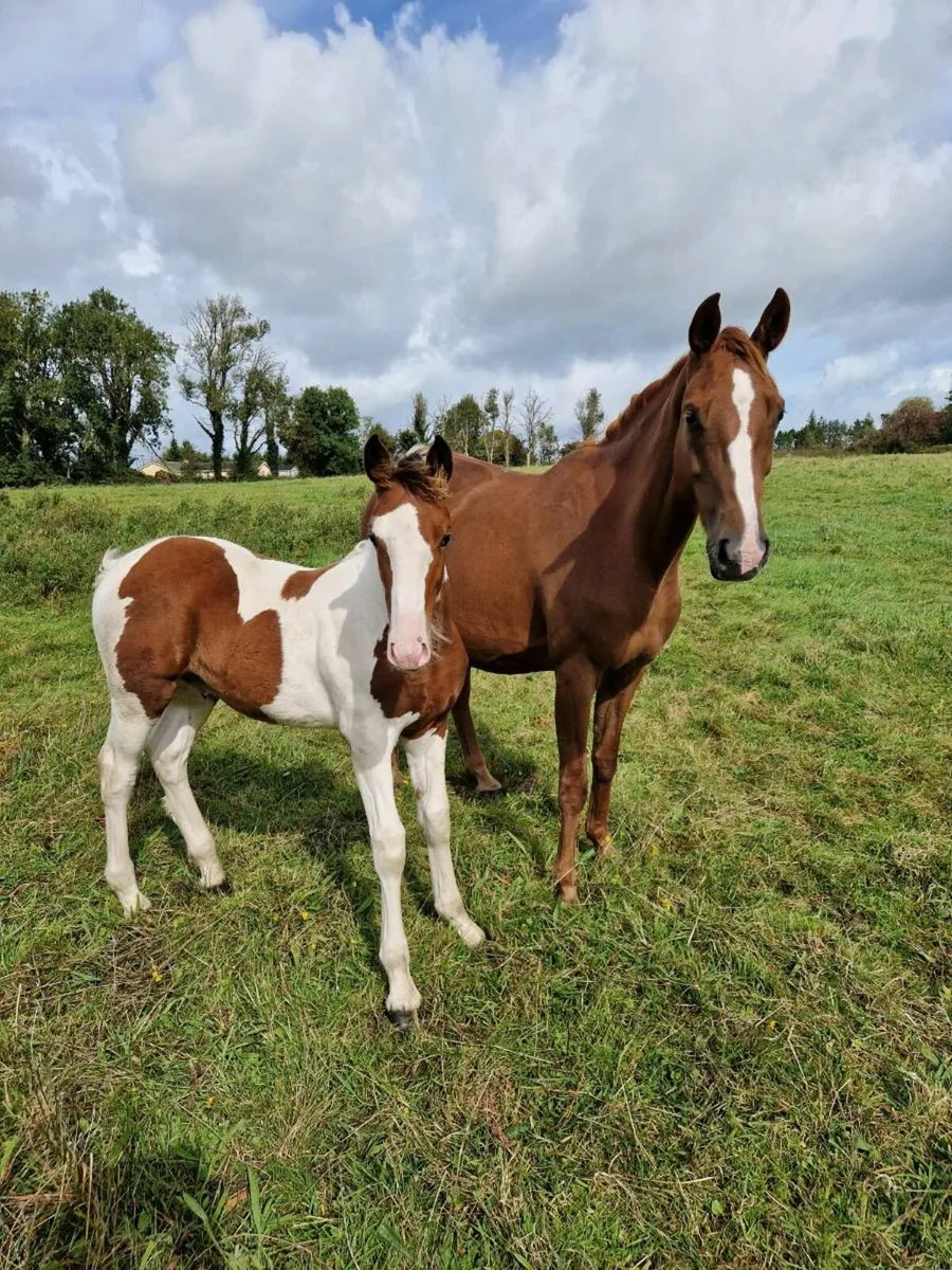 Brood mare - Image 1