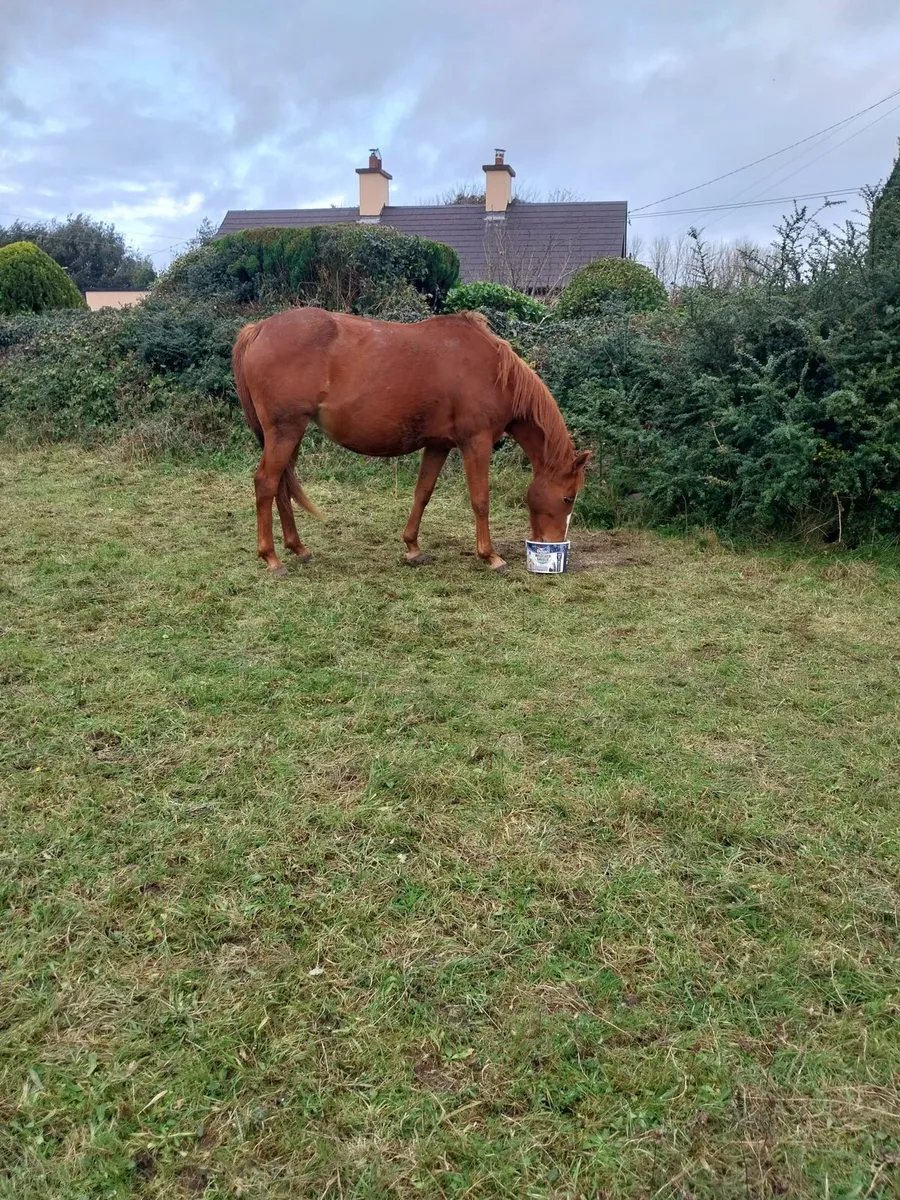 Brood mare - Image 3