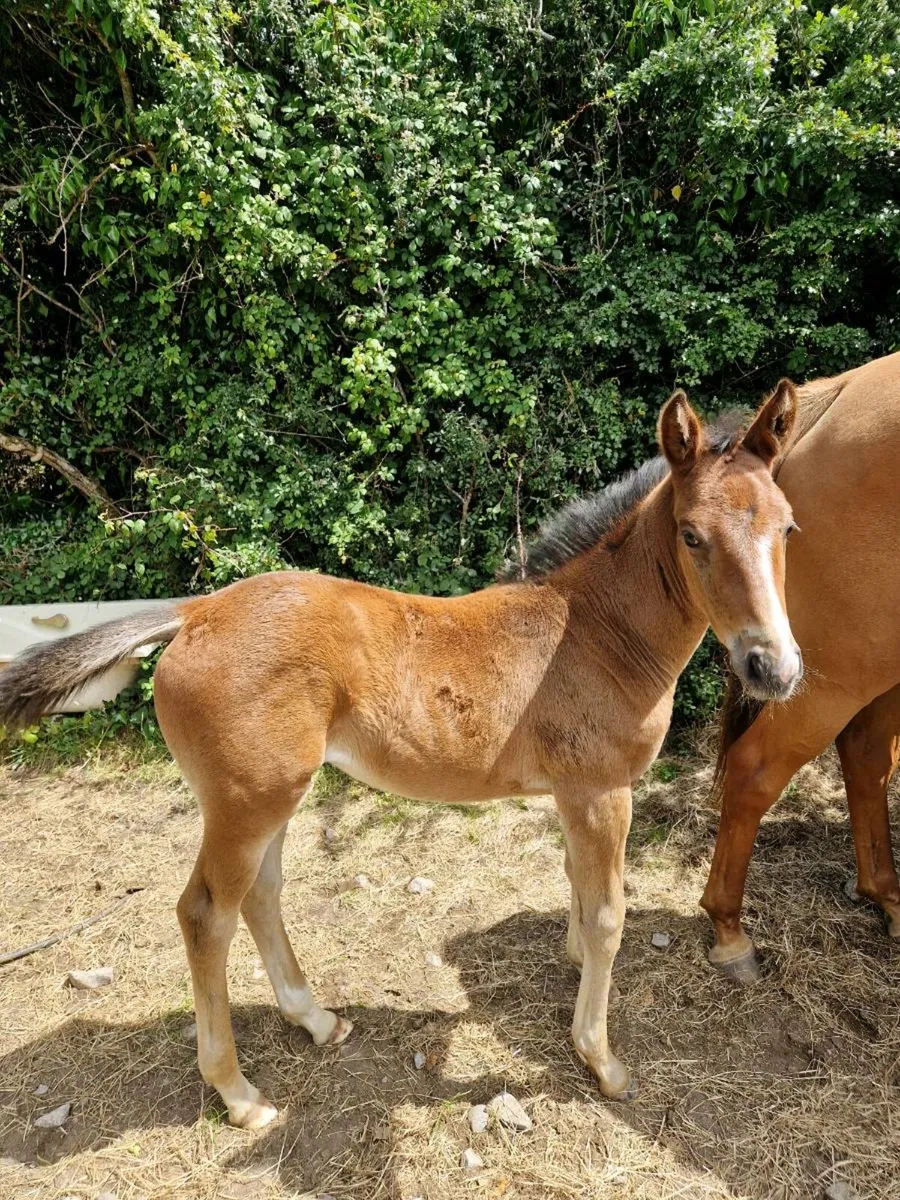 Brood mare - Image 4