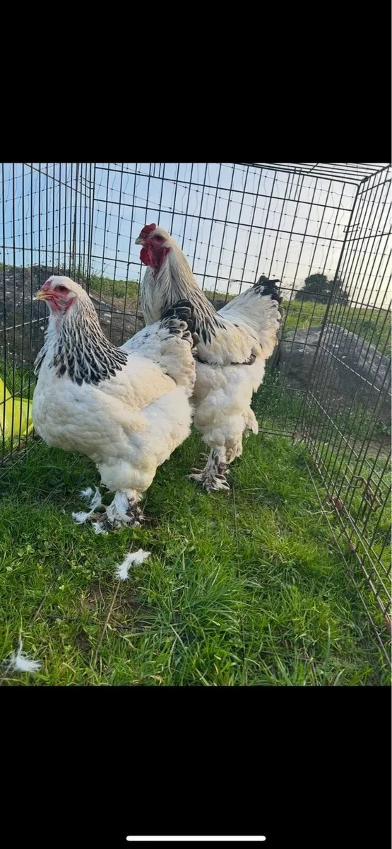 light sussex and brahma - Image 1