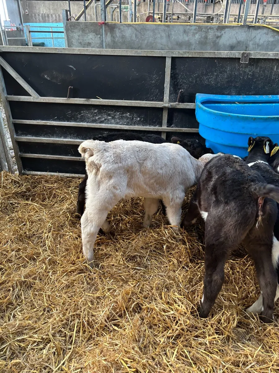 Angus  Charolais calves - Image 3