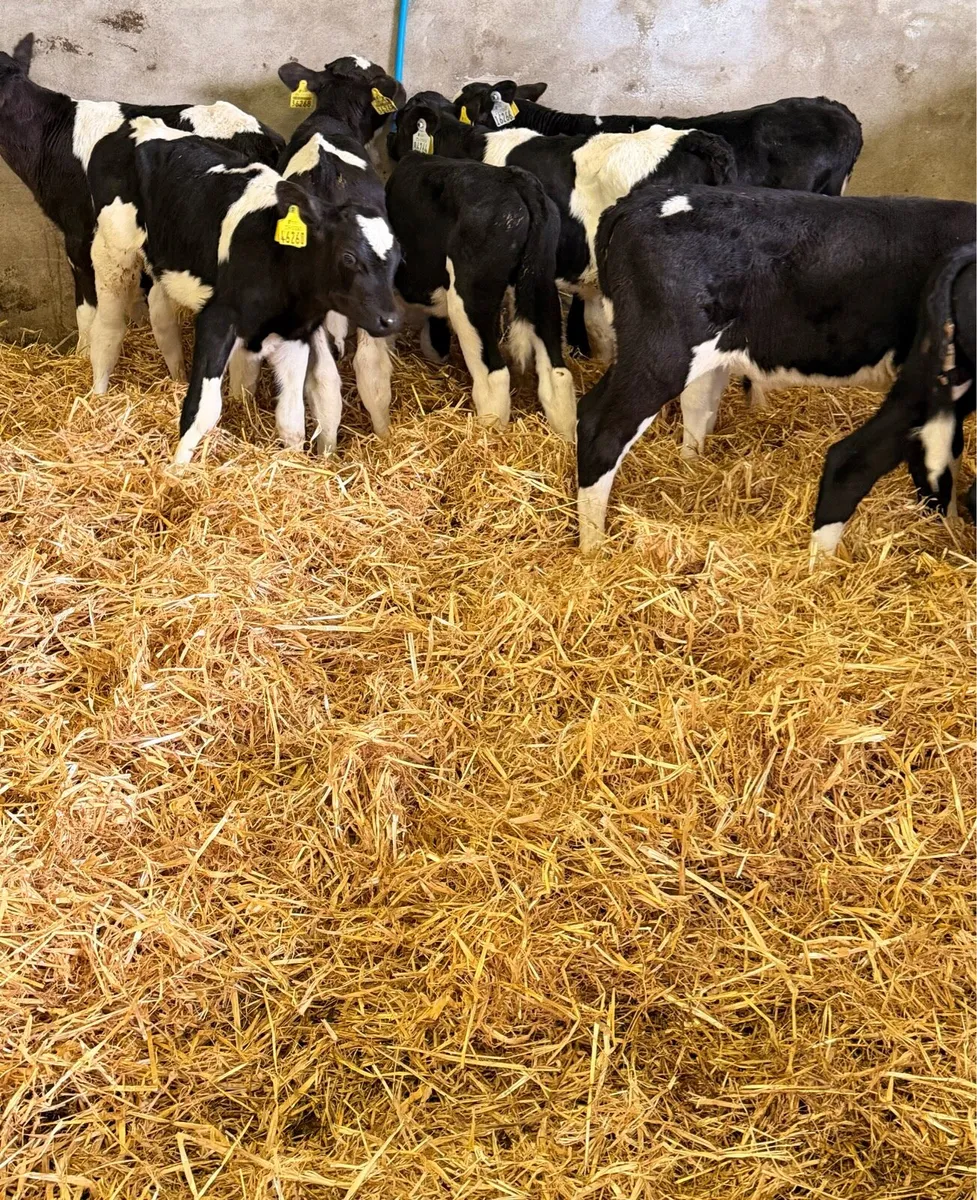 10 Friesian Bull Calves for Sale - Image 2