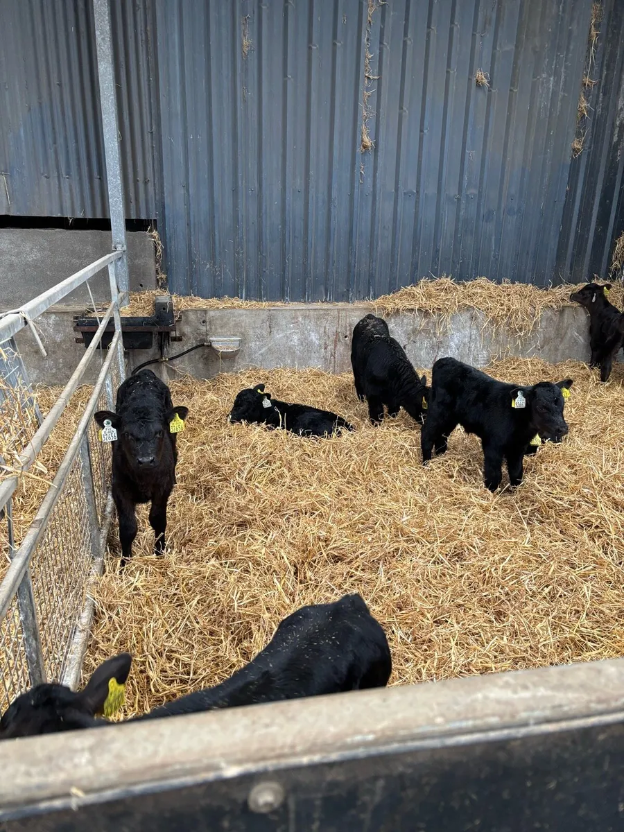 Angus  Charolais calves - Image 1
