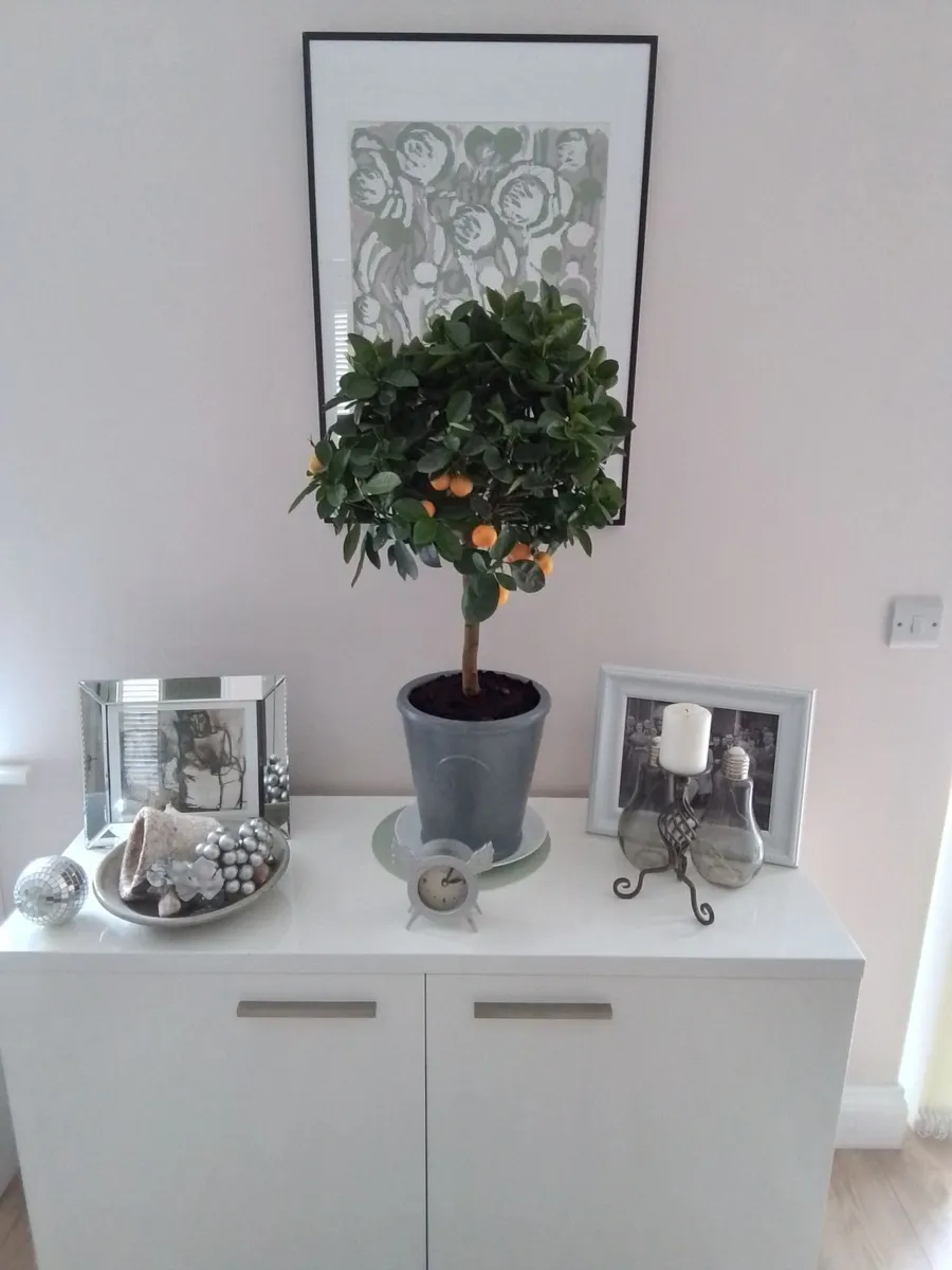 Large orange plant in ceramic pot