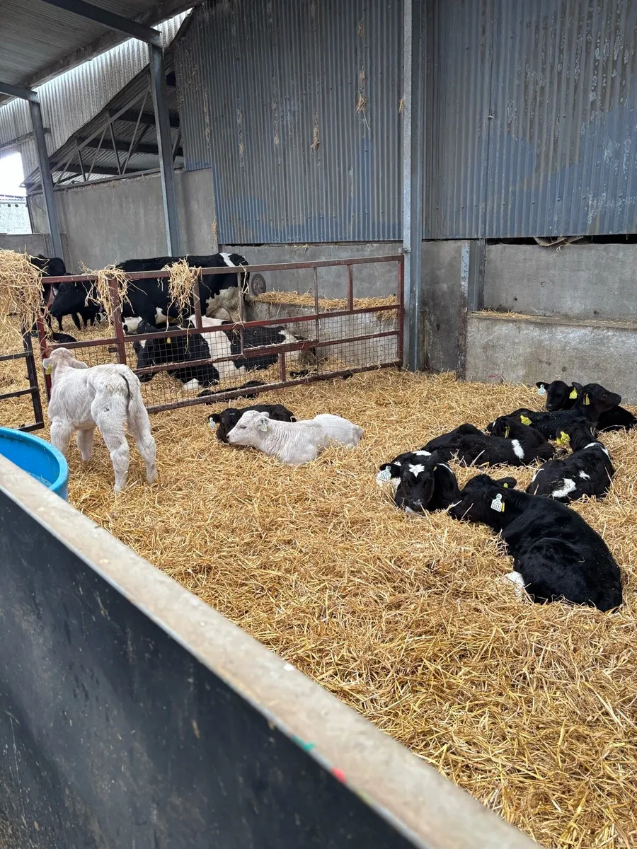 Angus  Charolais calves - Image 2