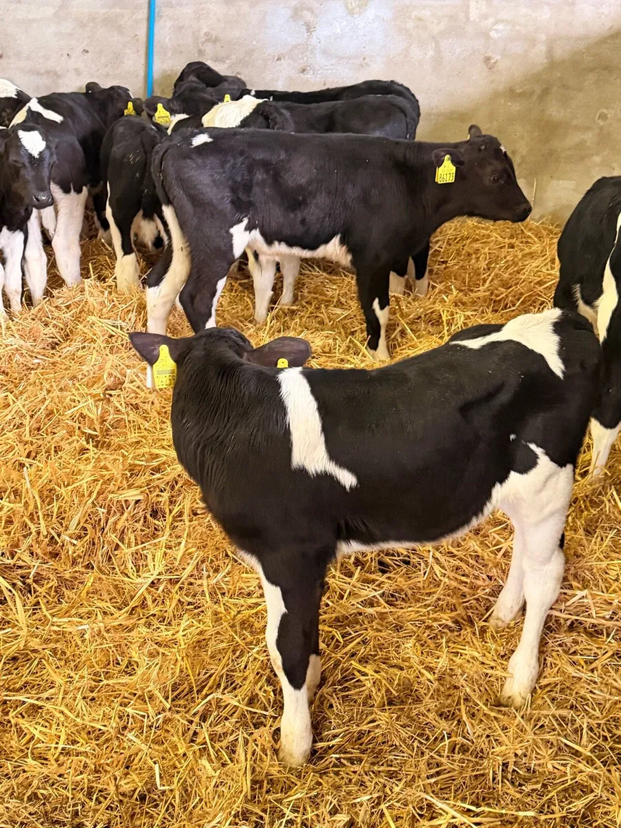 10 Friesian Bull Calves for Sale - Image 4