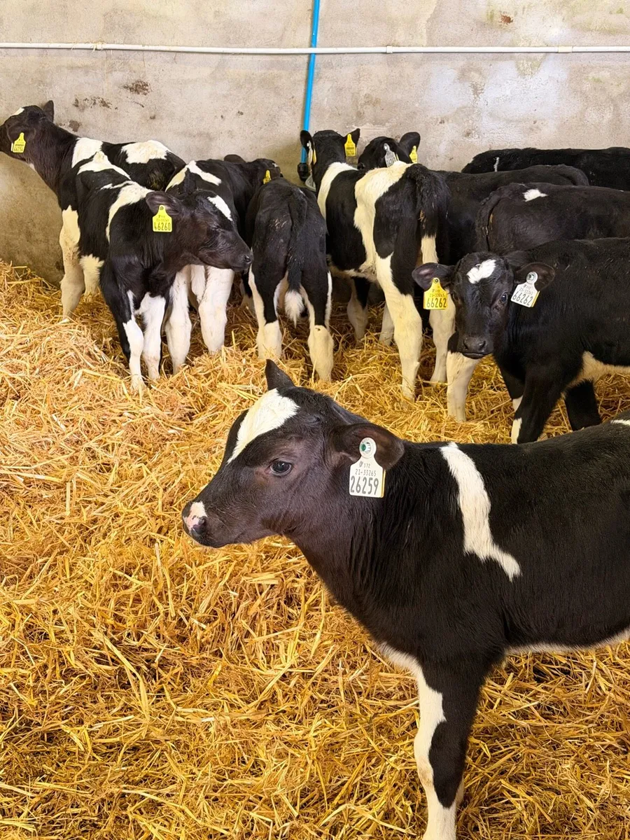 10 Friesian Bull Calves for Sale - Image 1