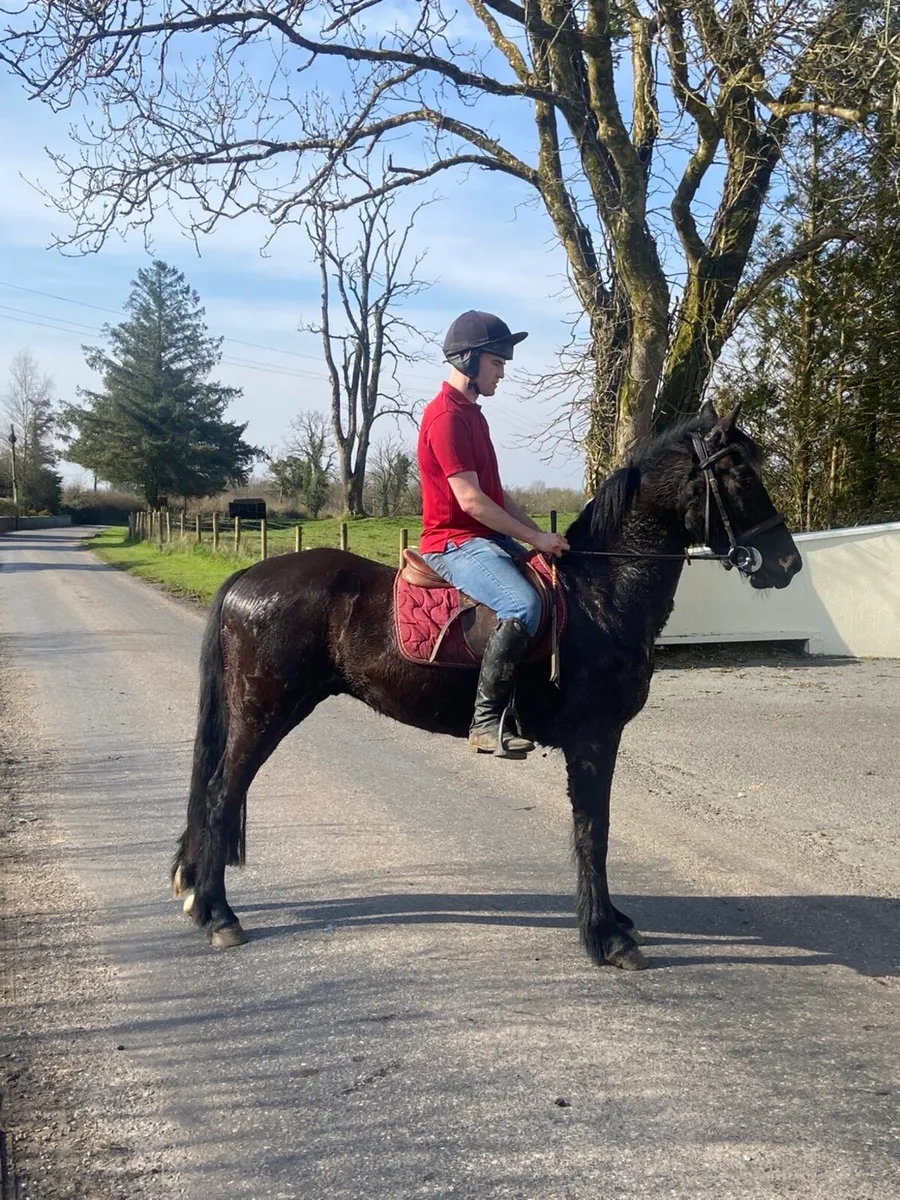 4yr old black 14.2 gelding - Image 1