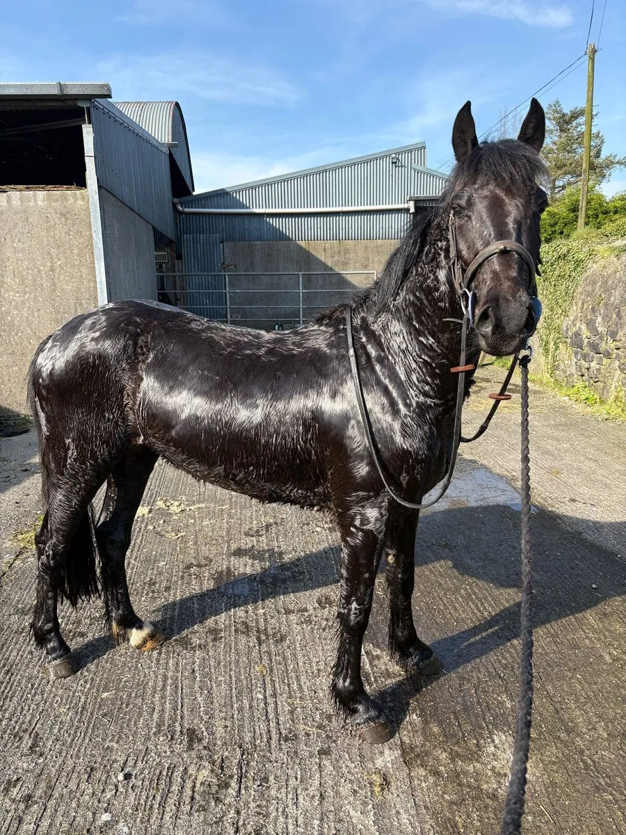4yr old black 14.2 gelding - Image 2