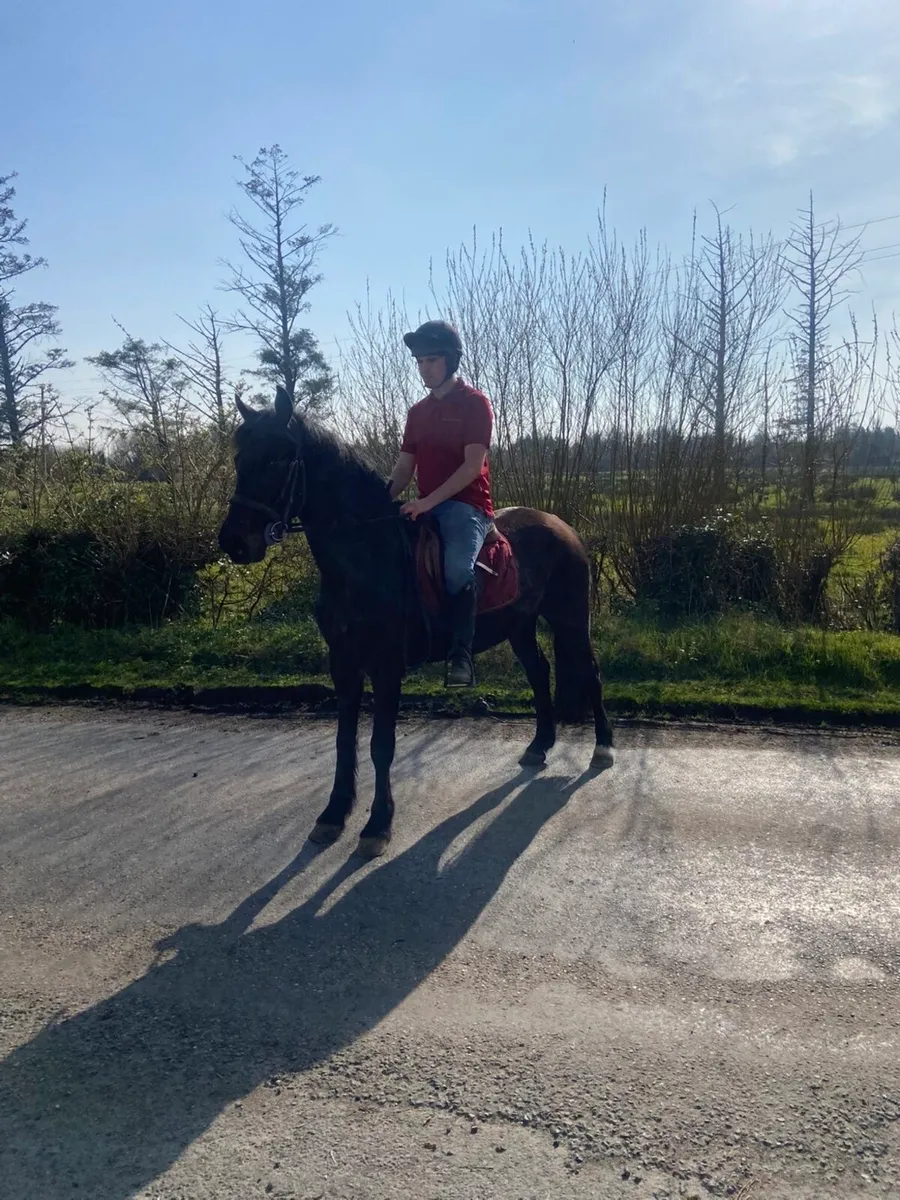 4yr old black 14.2 gelding - Image 3