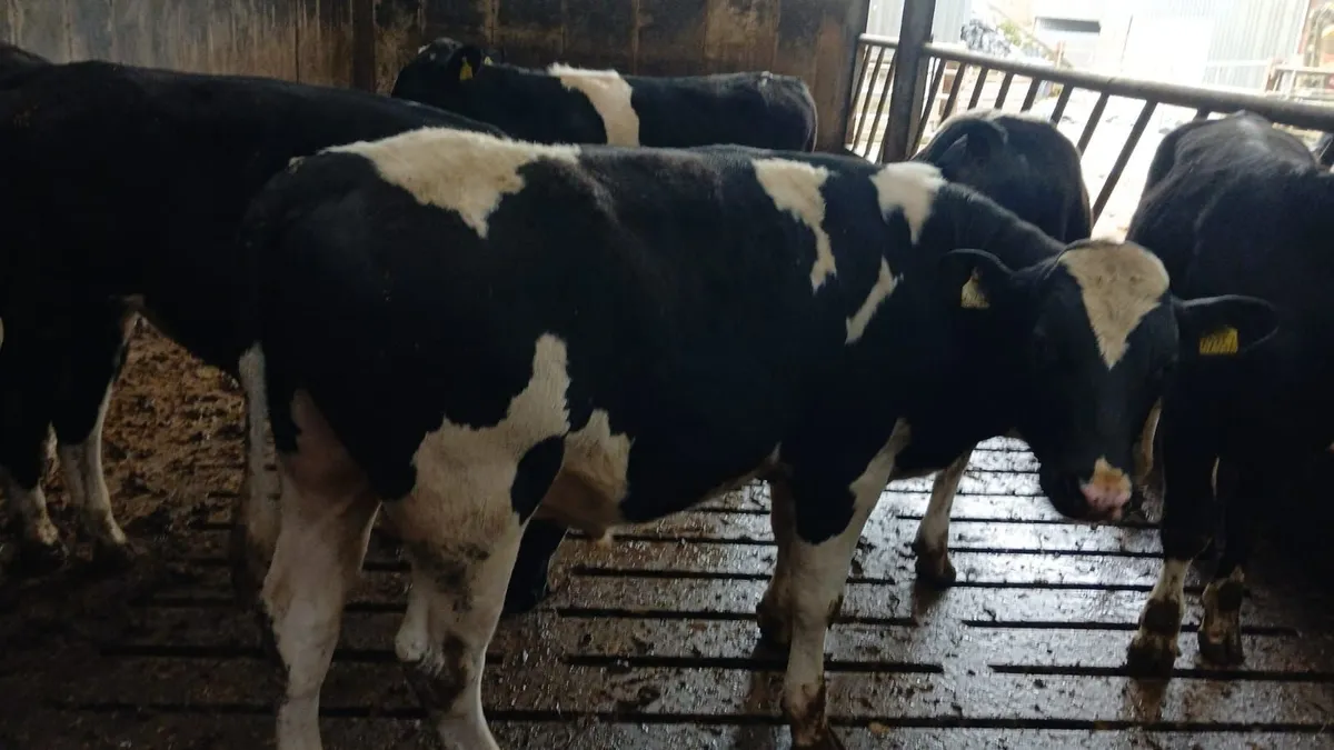 Eagleview Herd Fresian Bulls - Image 2