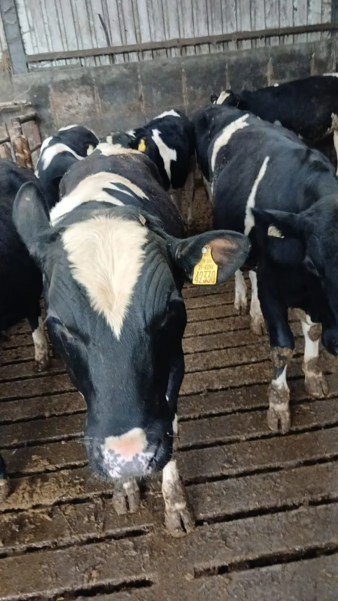 Eagleview Herd Fresian Bulls - Image 3