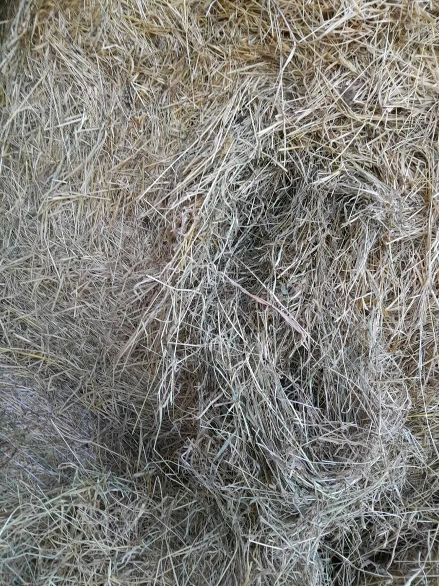 Hay - Image 2