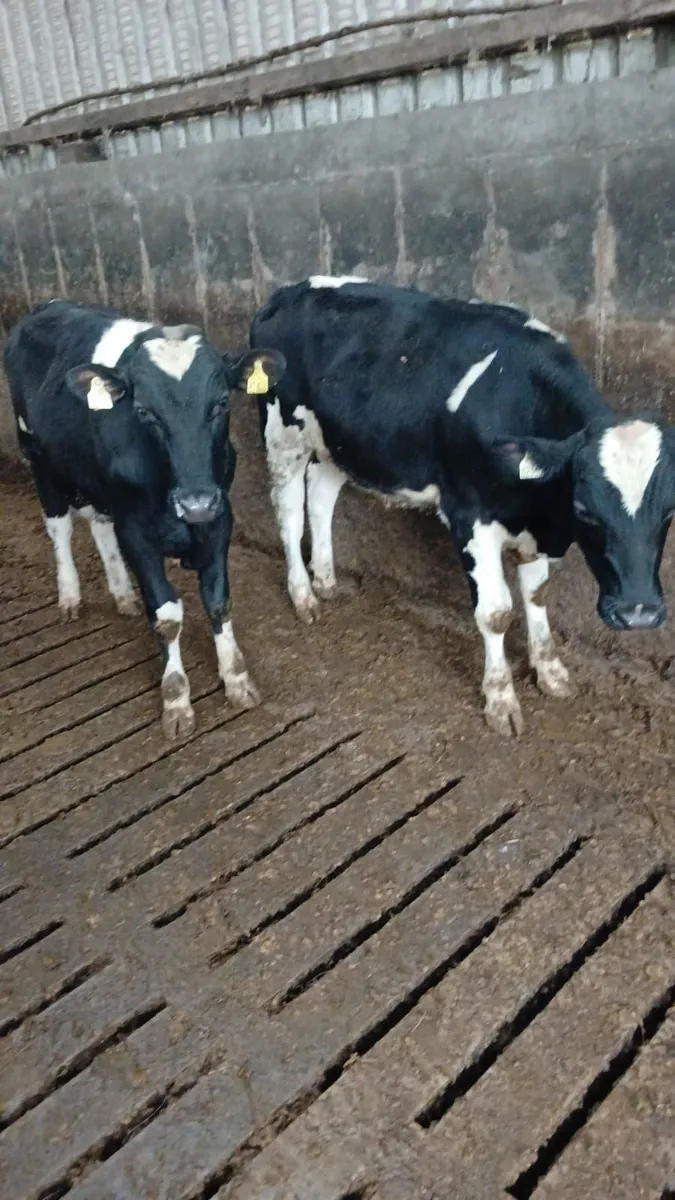 Eagleview Herd Fresian Bulls - Image 4