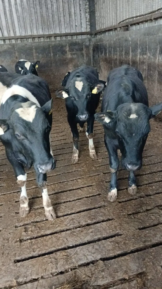 Friesian Bulls - Image 2