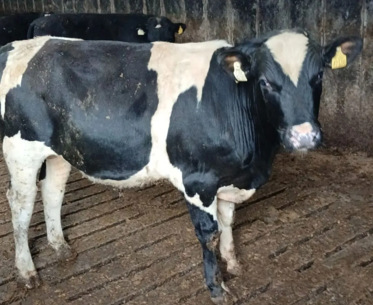 Friesian Bulls - Image 1