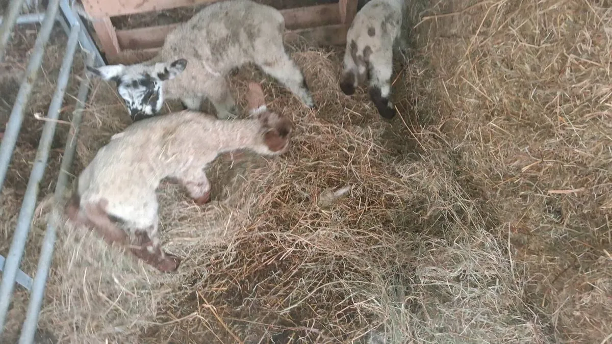 Pet lambs - Image 1