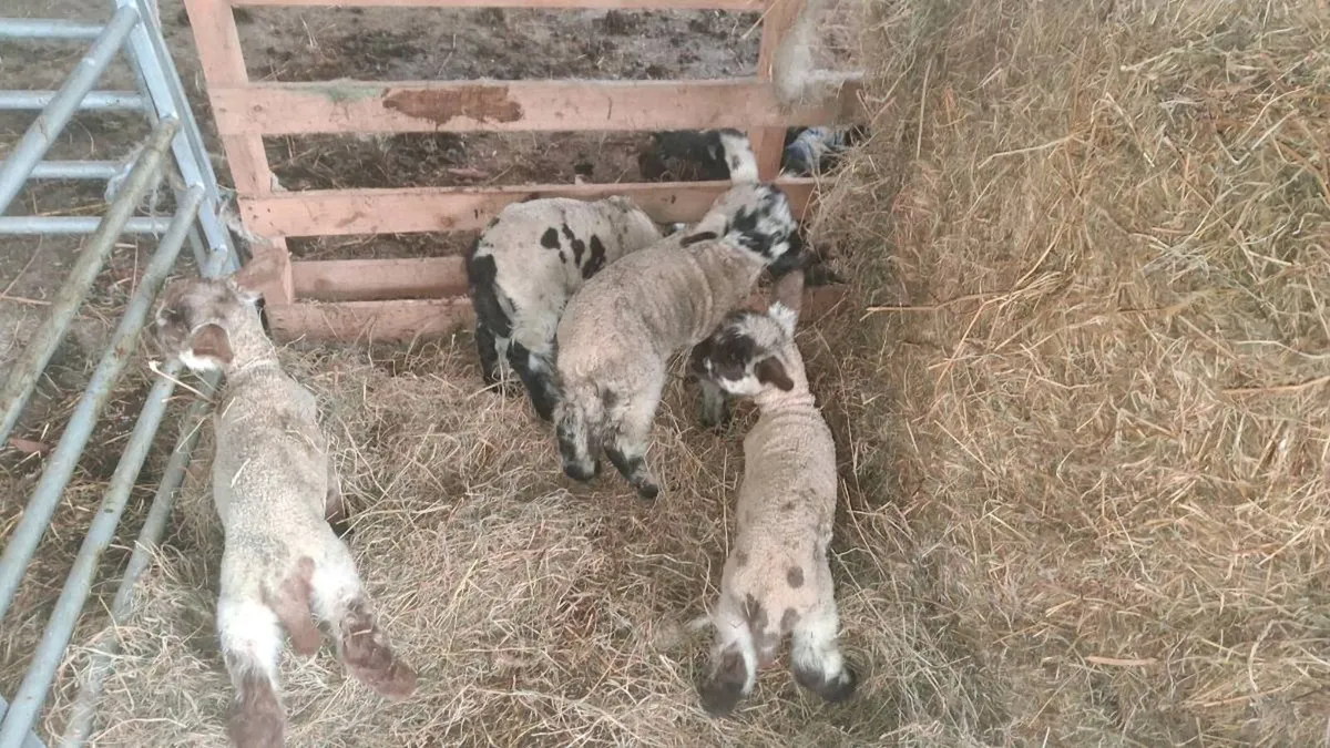 Pet lambs - Image 2