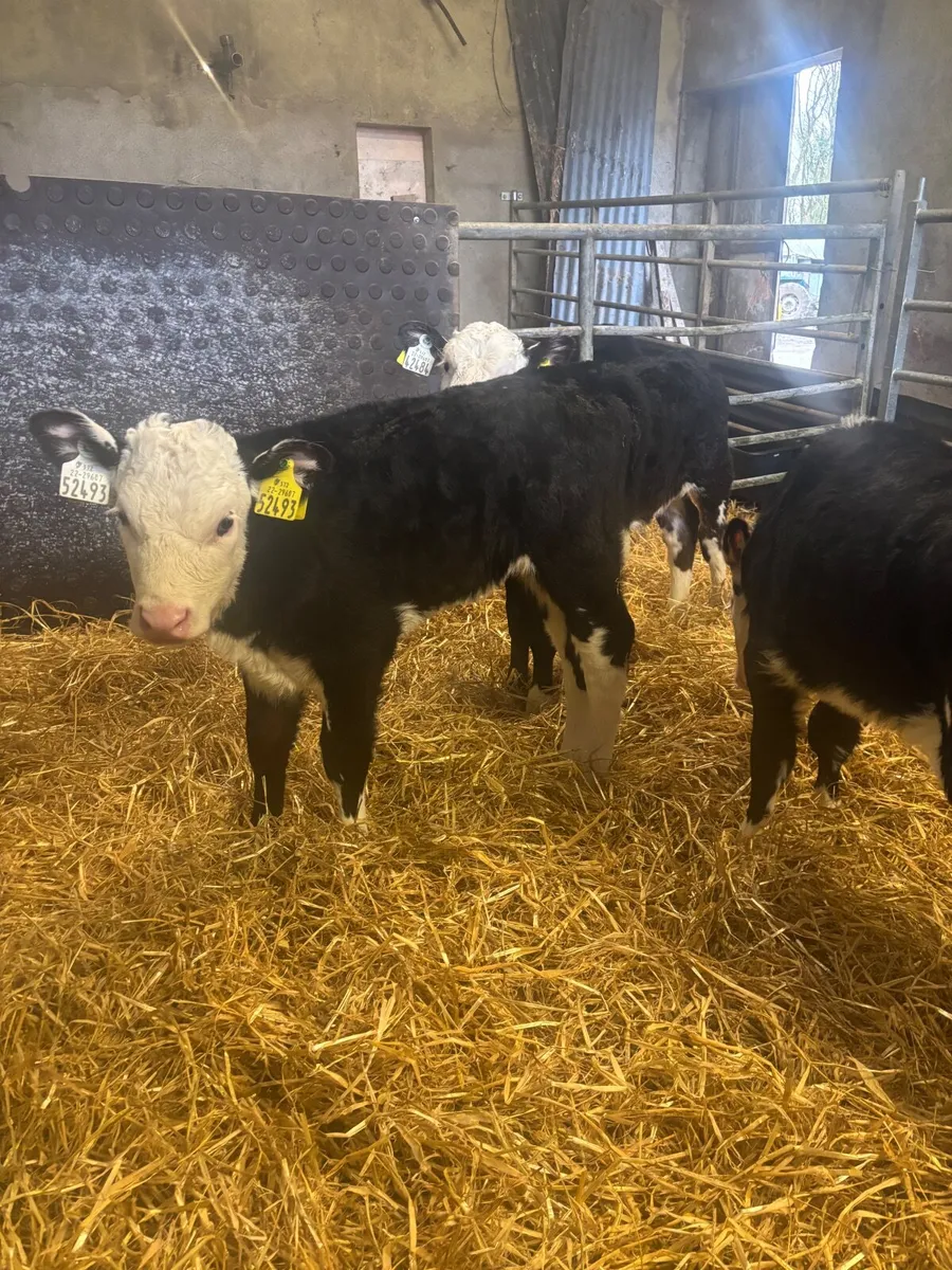 Hereford and Angus calves - Image 2