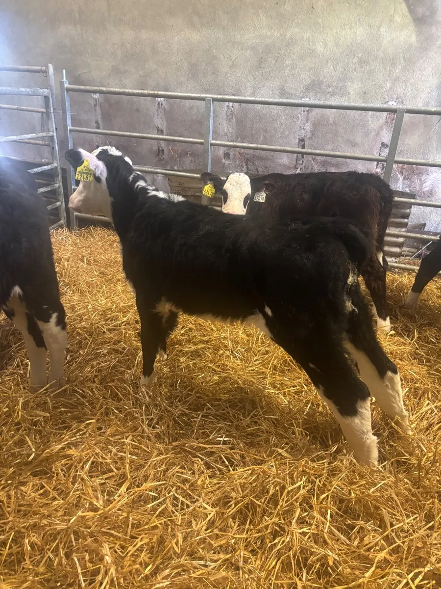 Hereford and Angus calves - Image 1