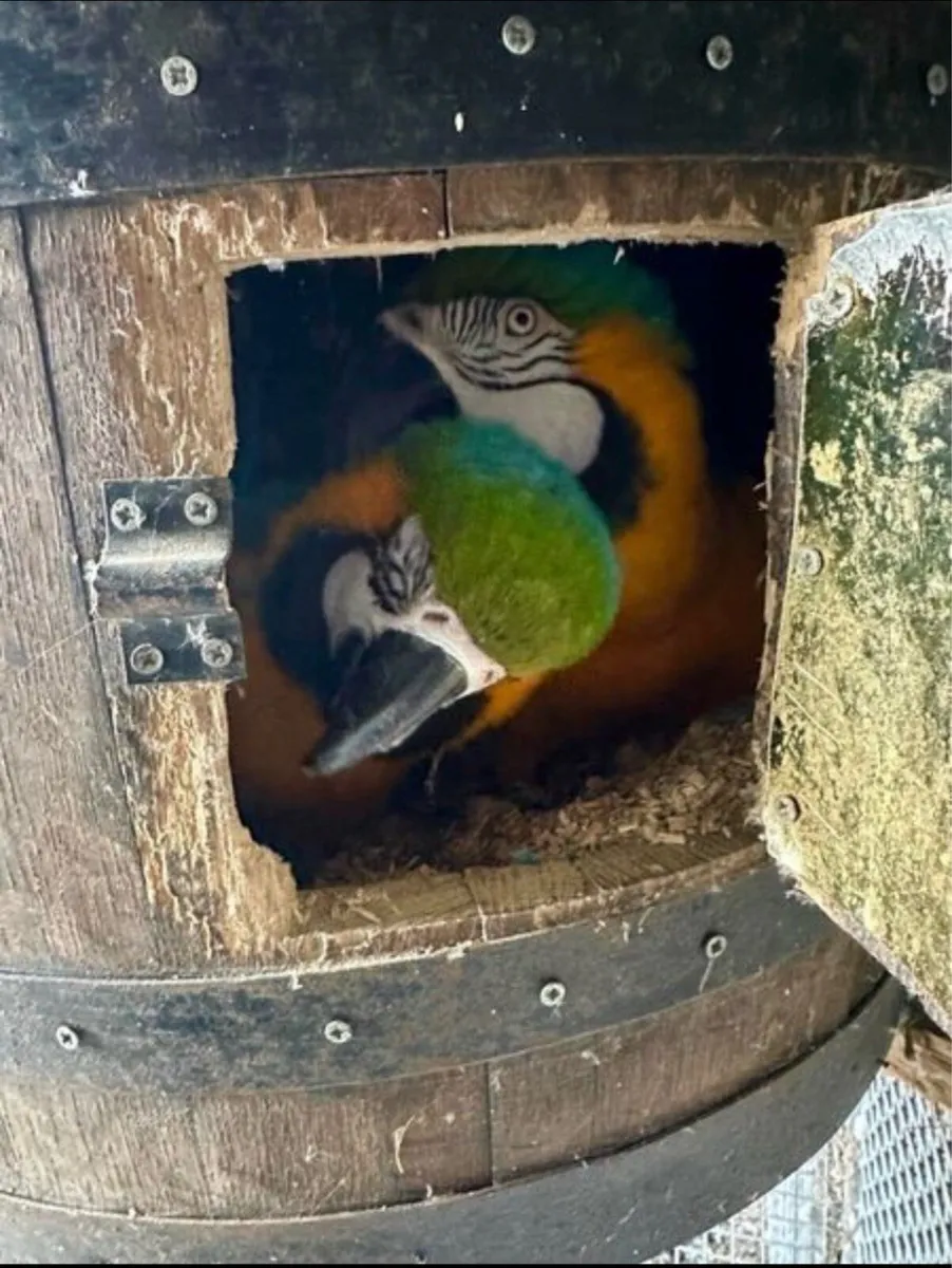‏Proven 2x Pair of macaws + Aviary for sale - Image 2