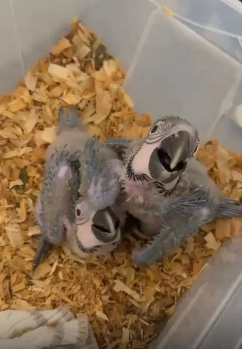 ‏Proven 2x Pair of macaws + Aviary for sale - Image 3