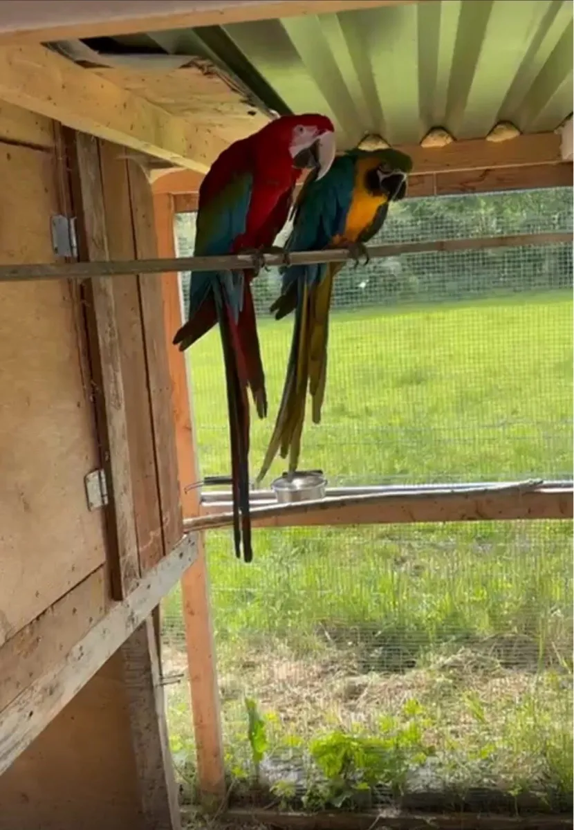 ‏Proven 2x Pair of macaws + Aviary for sale - Image 4