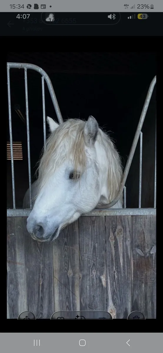 ☘️ class 1 connemara stallion ☘️ - Image 3
