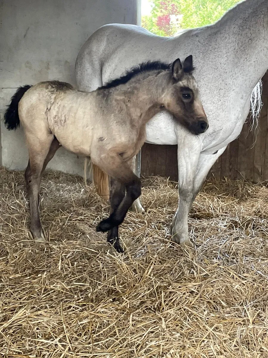 ☘️ class 1 connemara stallion ☘️ - Image 4