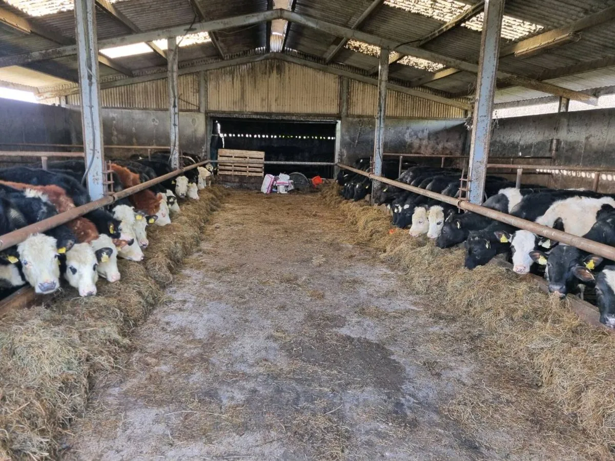 HE/FR BULLOCKS FOR SALE - Image 1