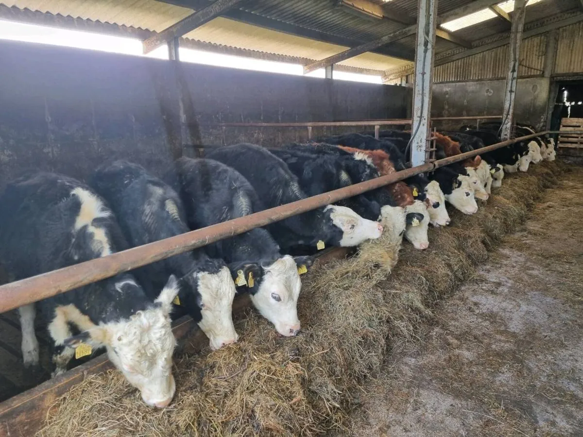 HE/FR BULLOCKS FOR SALE - Image 2