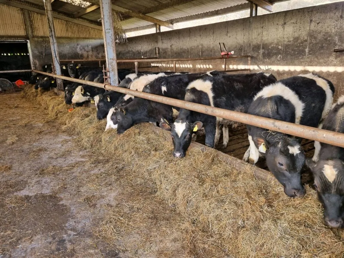 HE/FR BULLOCKS FOR SALE - Image 3