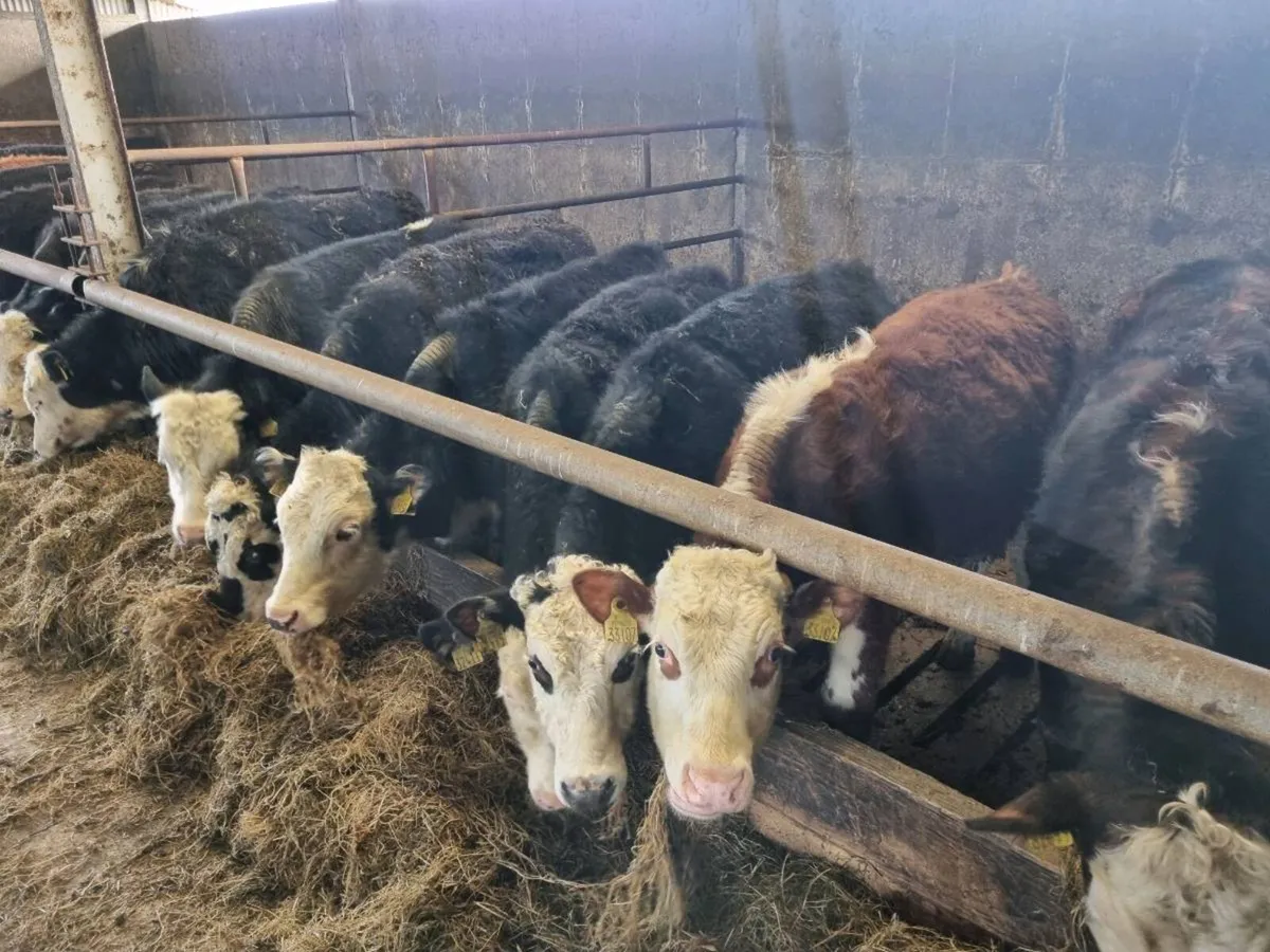 HE/FR BULLOCKS FOR SALE - Image 4