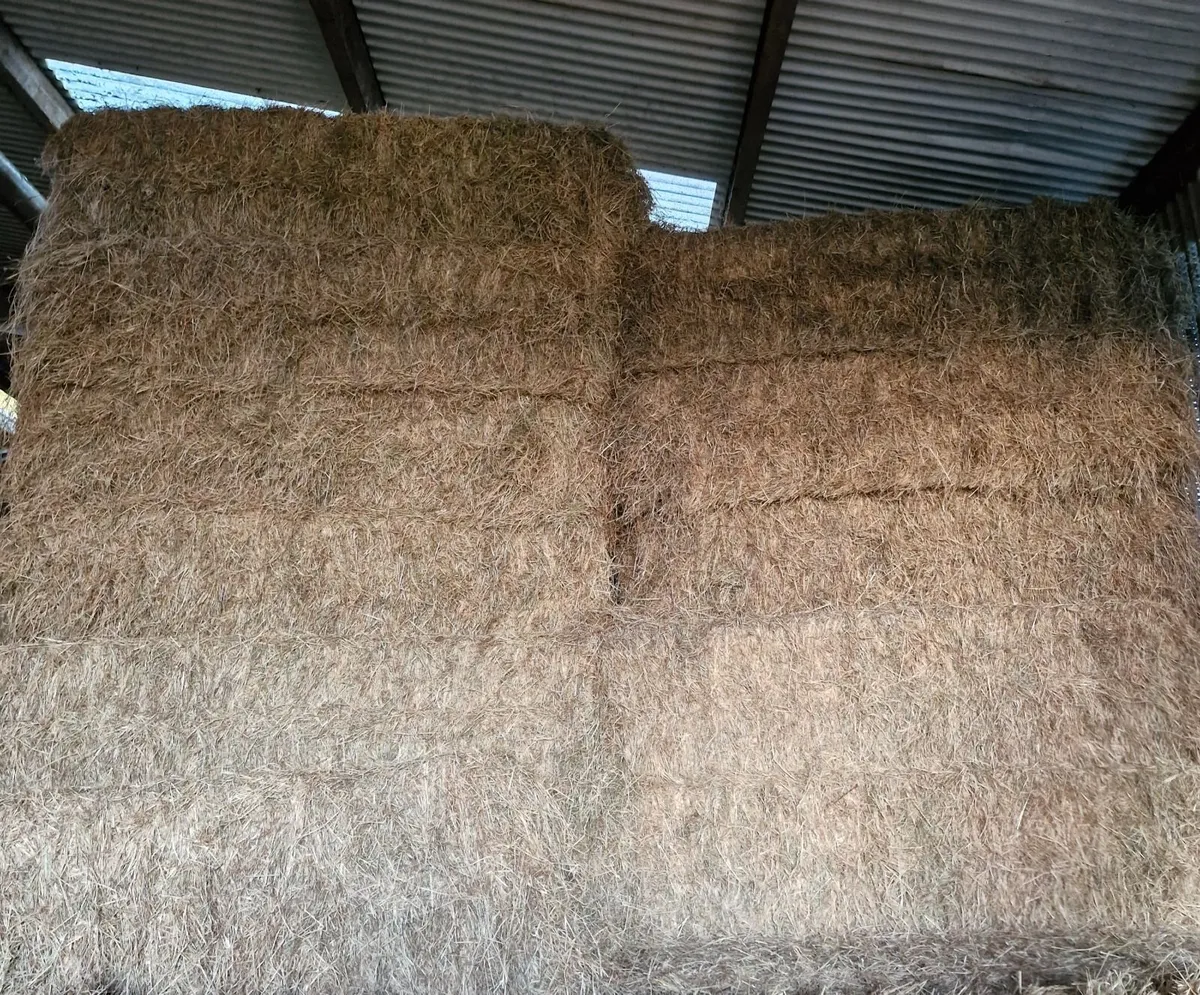 Hay - Image 2