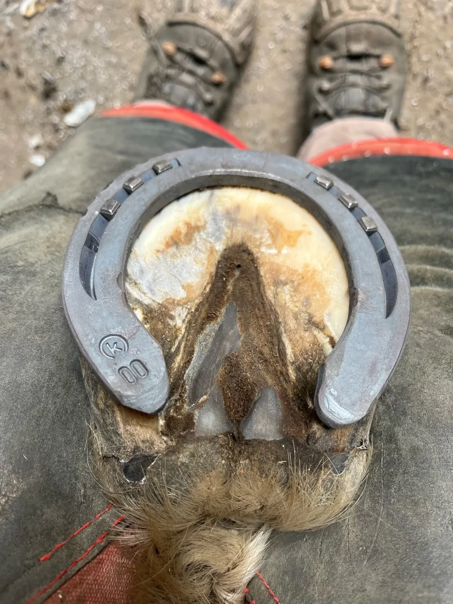 Farrier service - Image 3