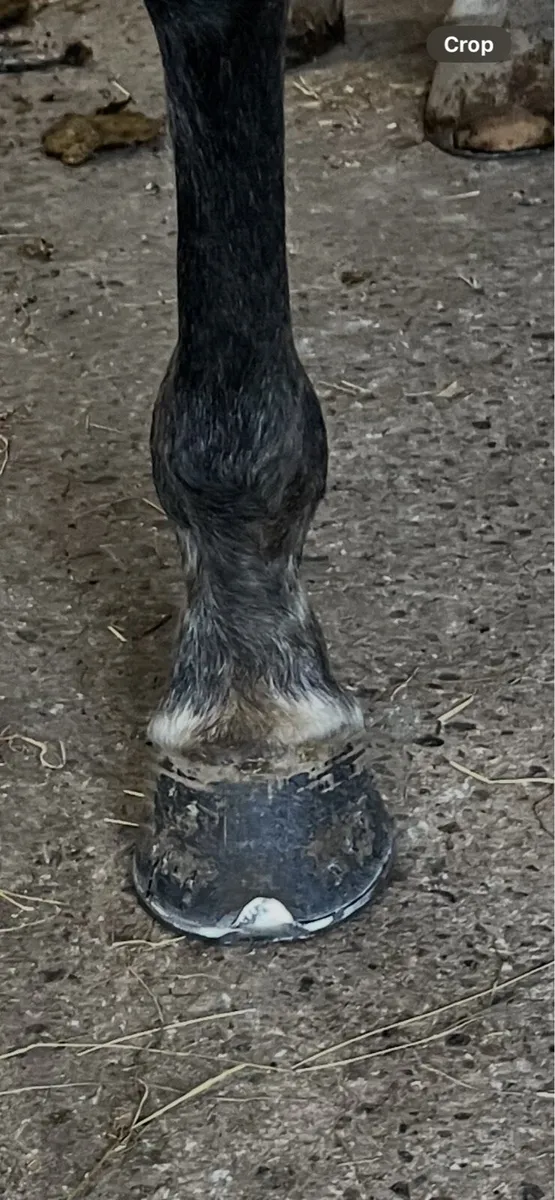 Farrier service - Image 2