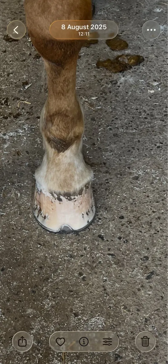 Farrier service - Image 1