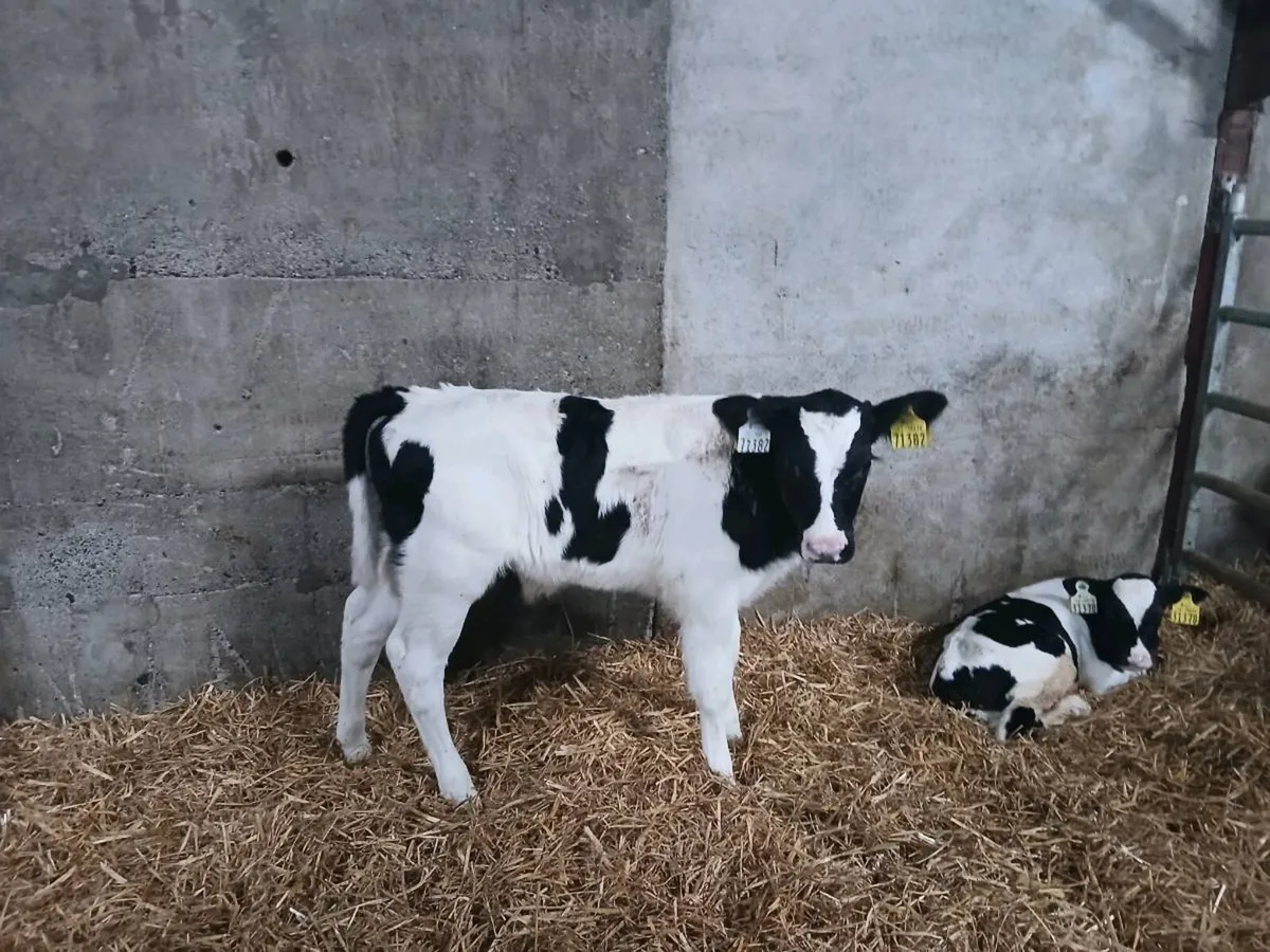 Fr bull calves - Image 3